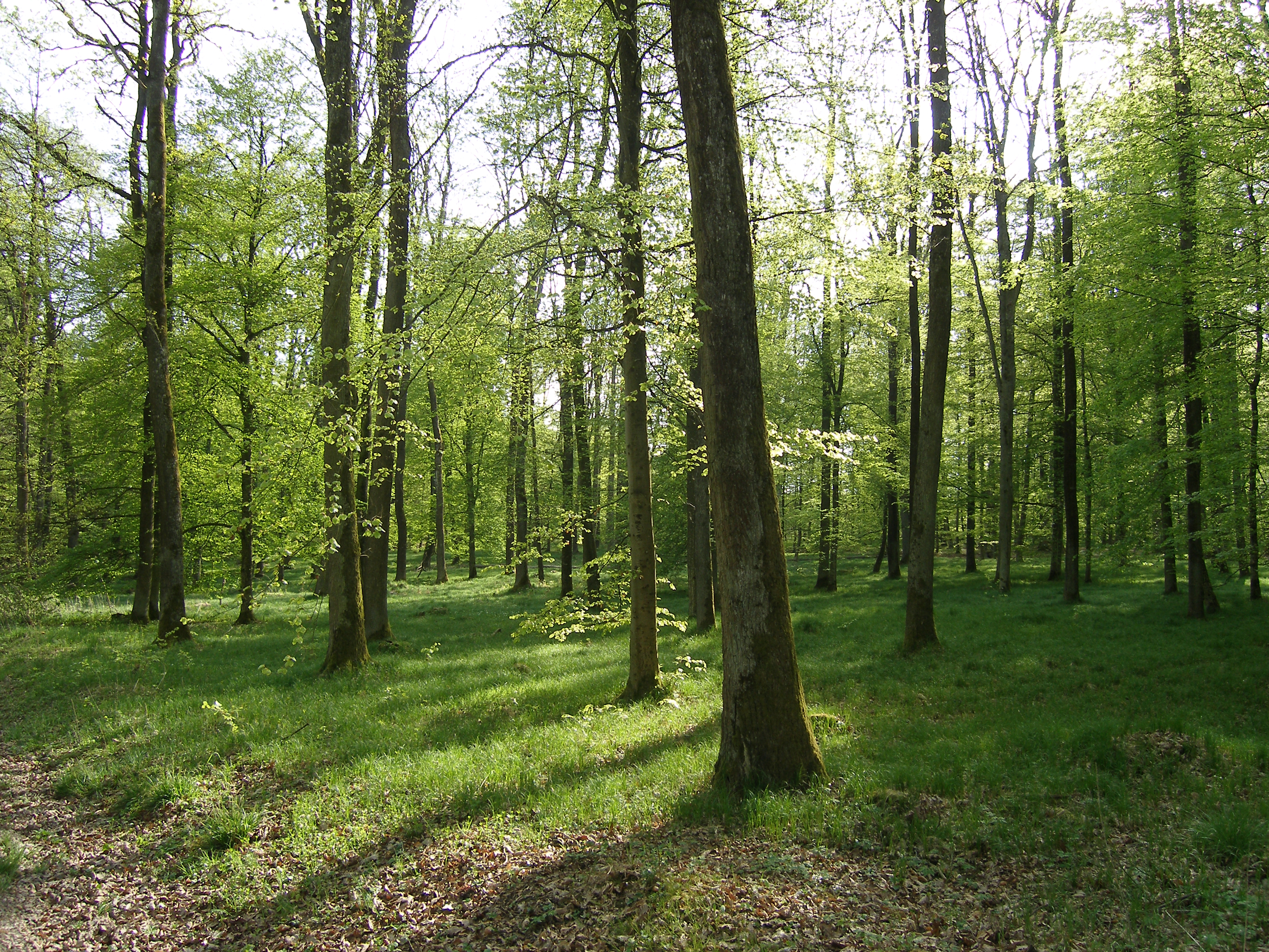 Wandern Donauwörth Parkstadt Wald